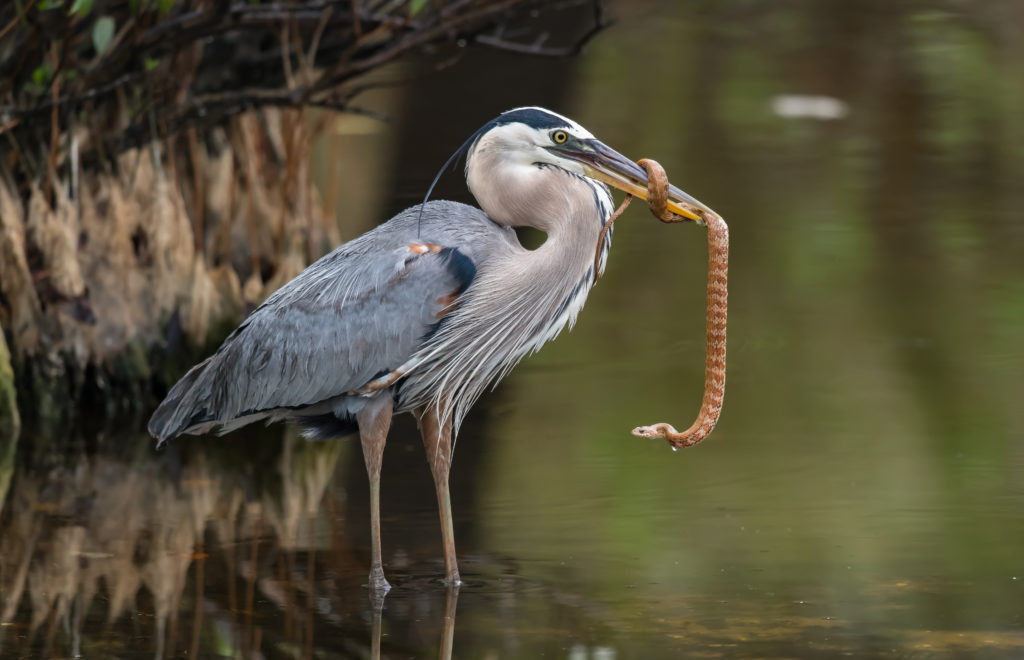 Florida Bird Photography Workshops Fall 2018 Through Summer 2019 ...