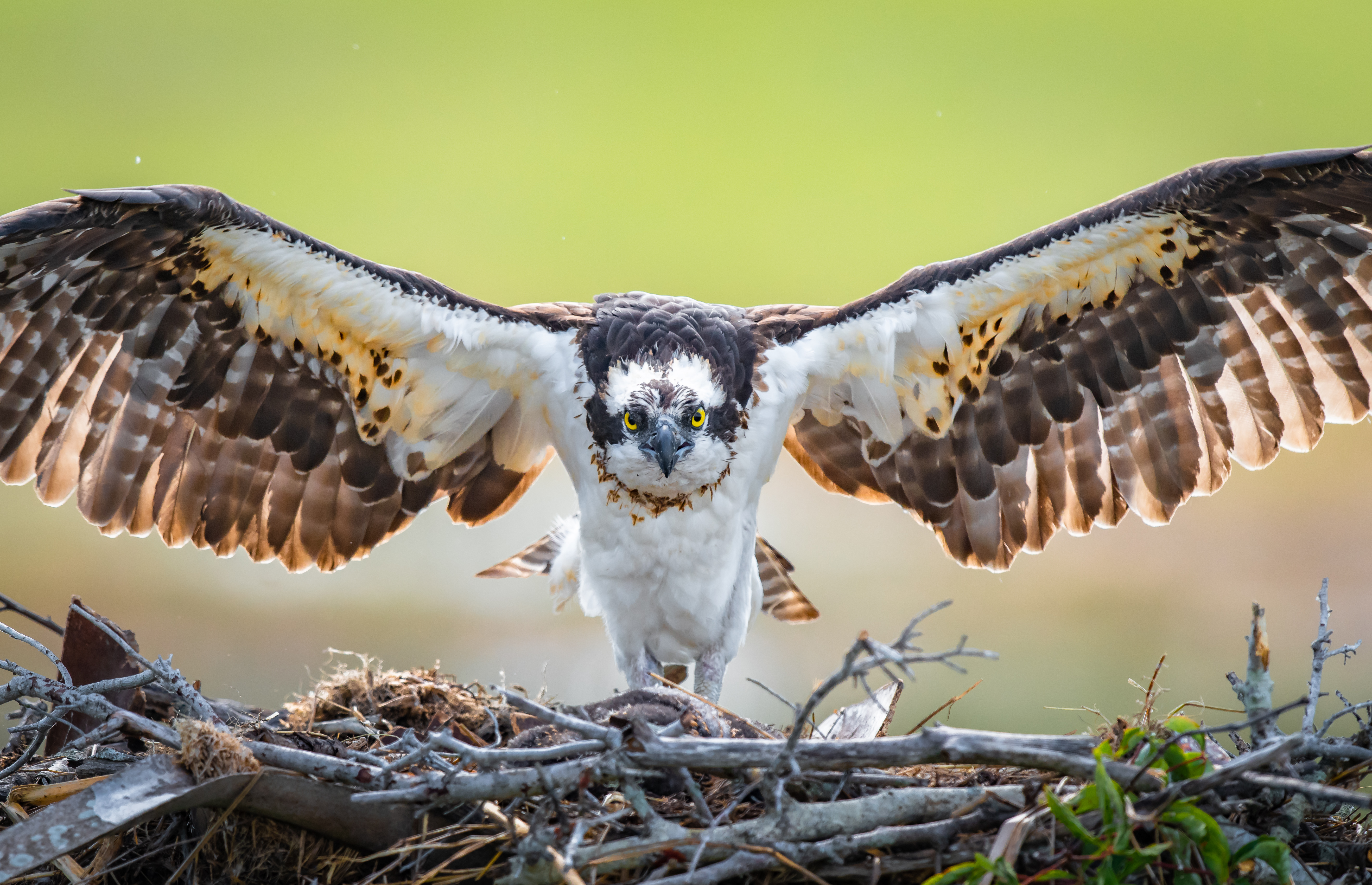 Florida Bird Photography Workshops 2019 – 2020 – Photo Workshops Tours