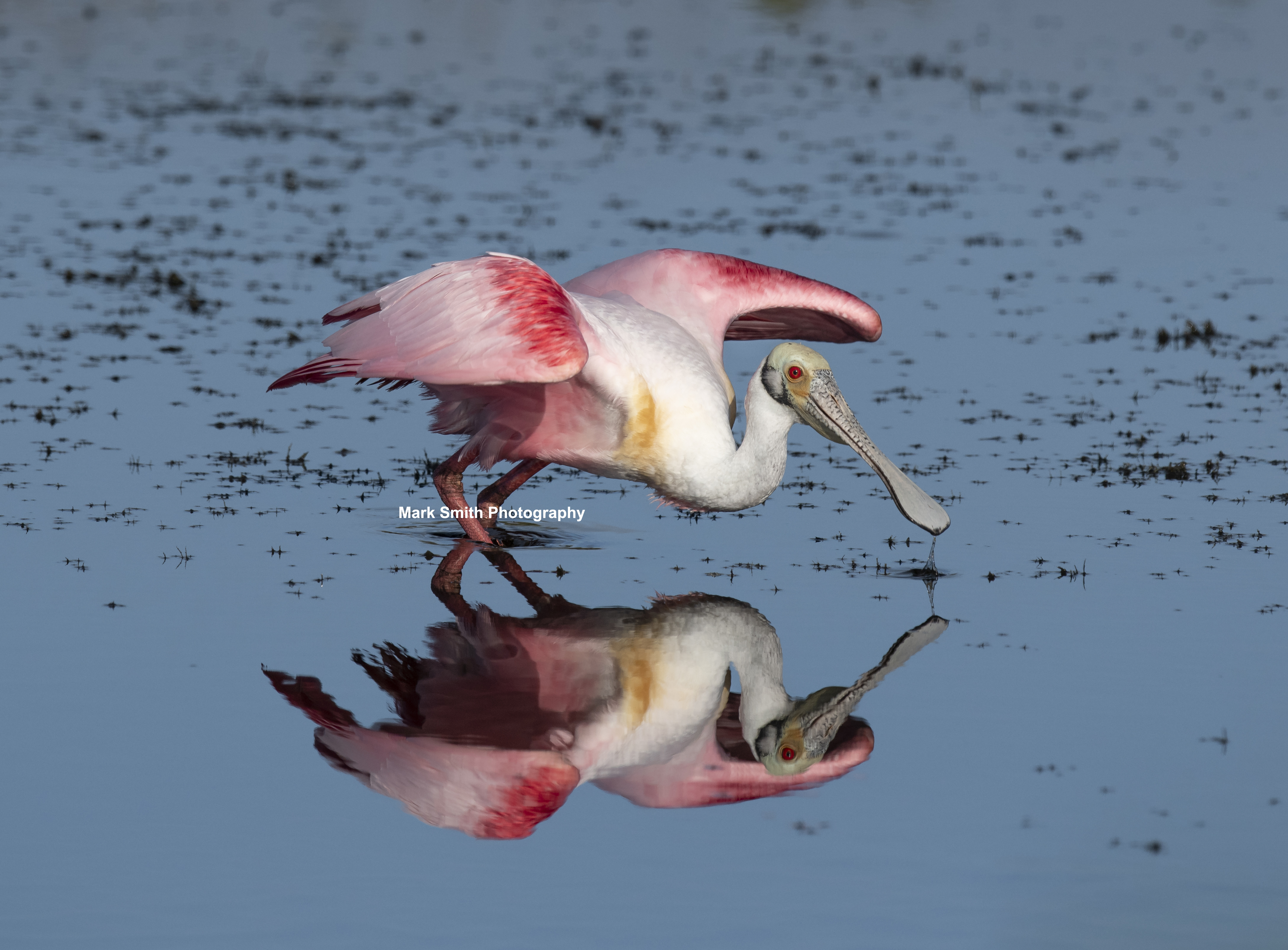 Florida Bird Photography Workshops 2019 – 2020 – Photo Workshops Tours