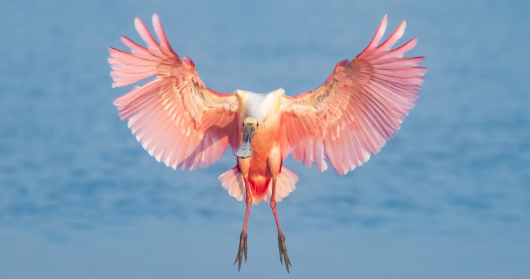 Roseate Spoonbill Photography Workshop