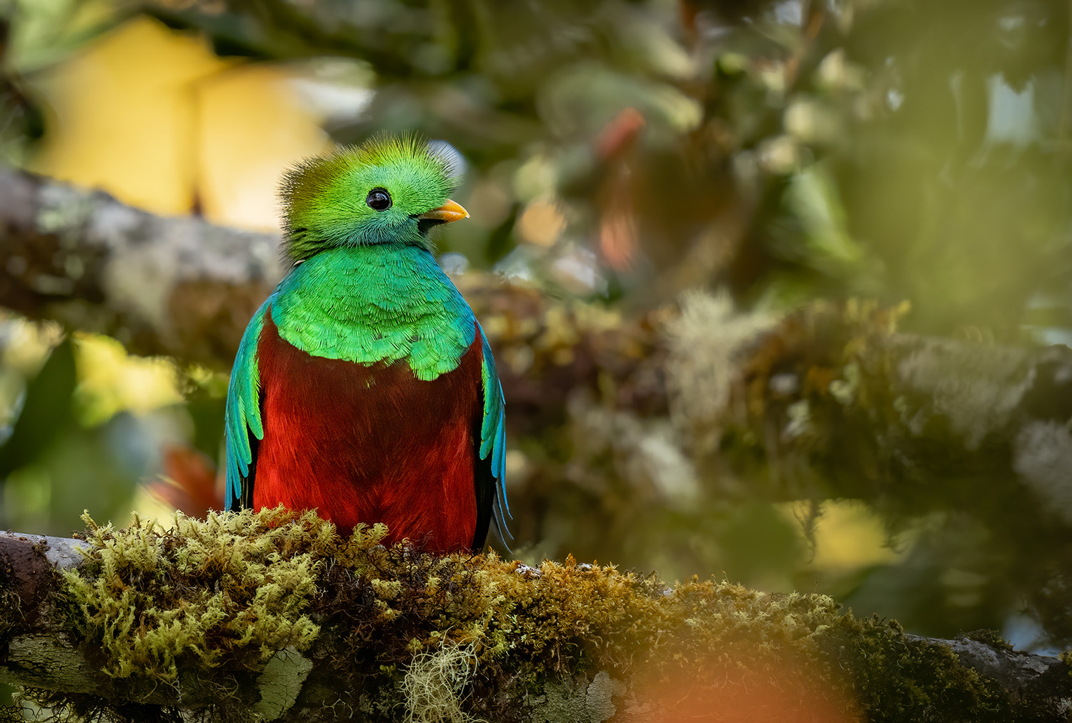 Costa Rica Cloud Forest / Tropical Wildlife Photography Workshop