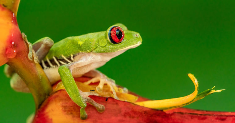 Costa Rica Wildlife Photography Workshop