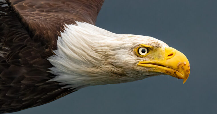 The Ultimate Wildlife Videography Workshop