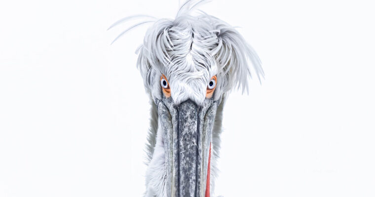 Dalmatian Pelican Photography Workshop
