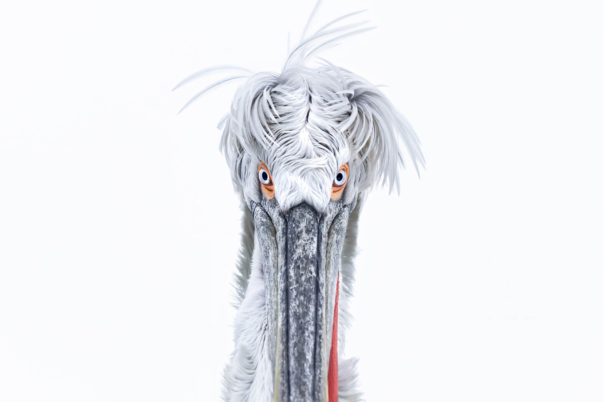 Dalmatian Pelican Photography Workshop