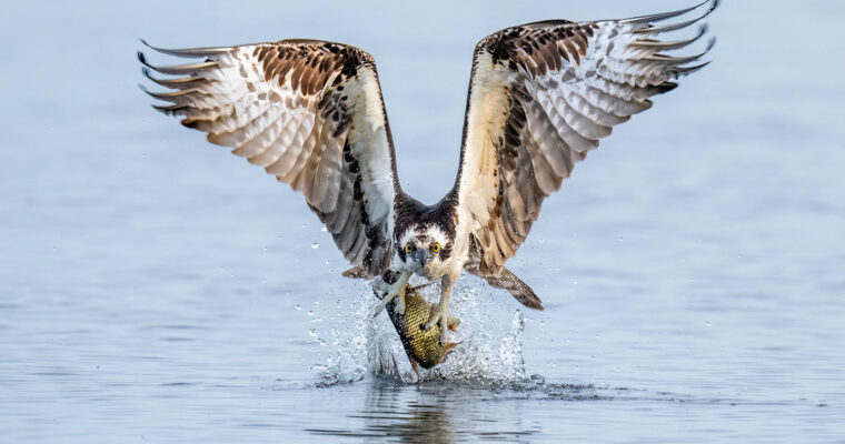 The Ultimate Osprey Photography Workshop