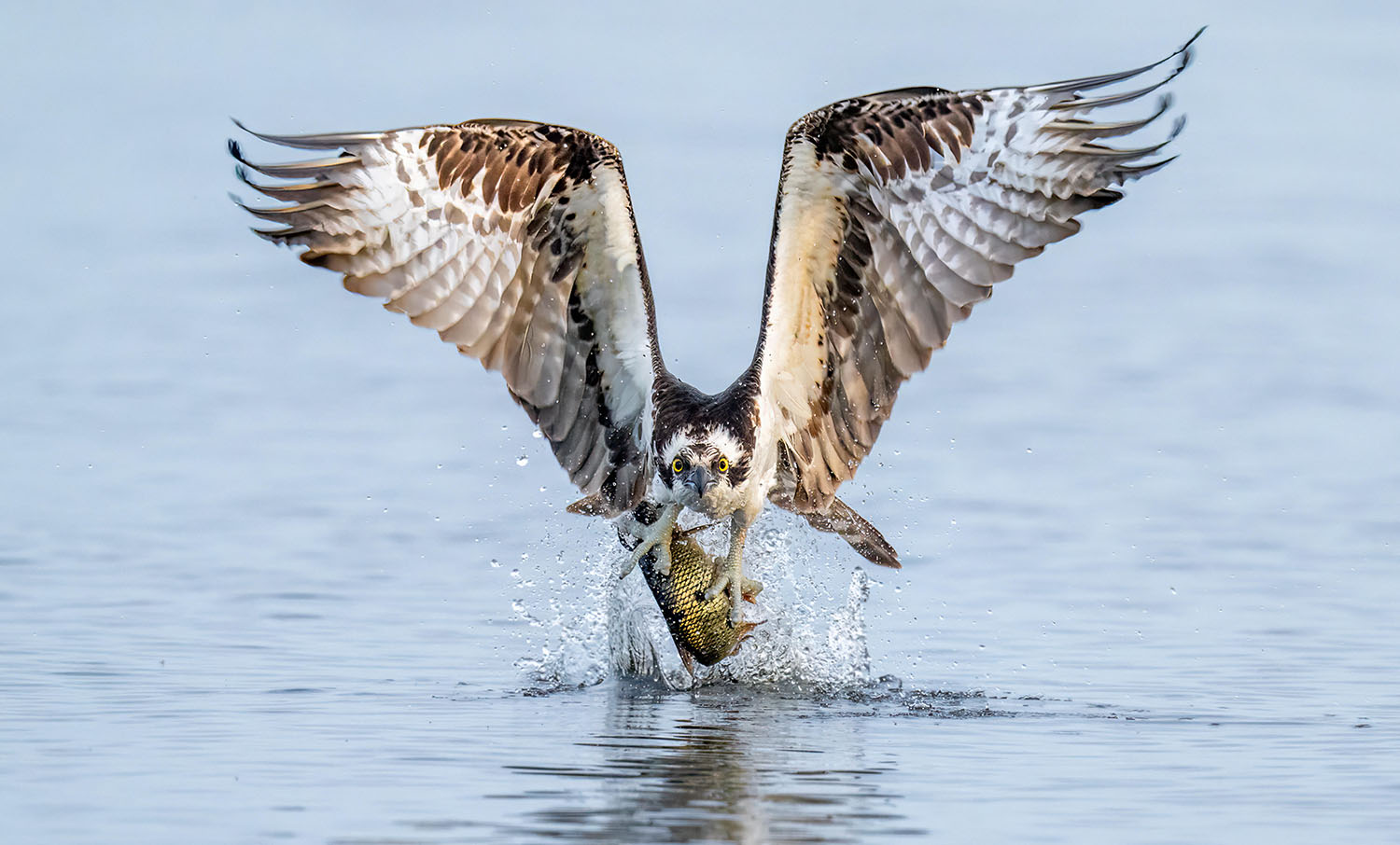 The Ultimate Osprey Photography Workshop